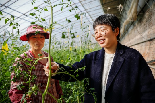 圖為大廠農(nóng)業(yè)園區(qū)工作人員對種植戶開展防寒指導(dǎo)工作。海宇攝.JPG