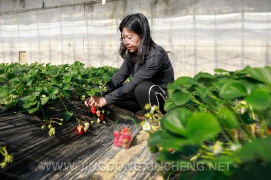 园内草莓采摘现场。海宇摄.jpg